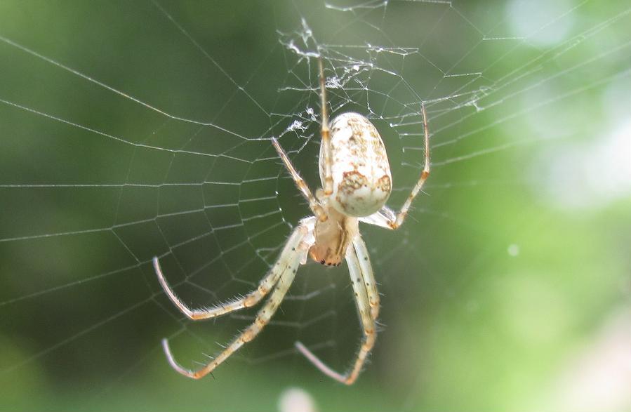 Metellina sp.